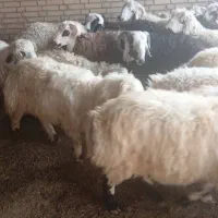 فروش گوسفند افشار زنجان و ارومیه و...