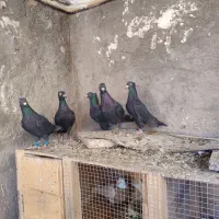 کبوتر|پرنده|بم, |دیوار