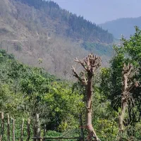 زمین ۴۰۰متر جنگلی با چشم انداز زیبا در رامسر