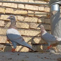 نر و ماده پلاکی|پرنده|شیراز, شریف‌آباد|دیوار