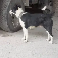 سگ قدرجونی نر