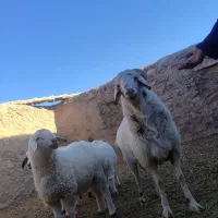 بره نر برا قوچی|حیوانات مزرعه|قهستان, |دیوار