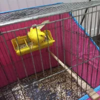 قناری نر رسمی بلند نژاد دار مست مست|پرنده|آمل, |دیوار