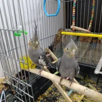 معاوضه نمیکنم|پرنده|قروه, |دیوار