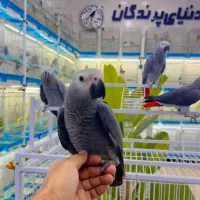 طوطی سخنگو