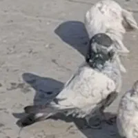 کفتر پاکستانی|حیوانات|اصفهان, حصه شمالی|دیوار