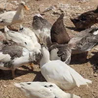 غاز و اردک|حیوانات مزرعه|تربت جام, میان جام|دیوار