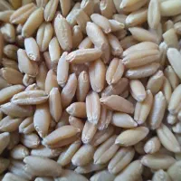 گندم دیم صدرا|گل و گیاه طبیعی|رزن, |دیوار