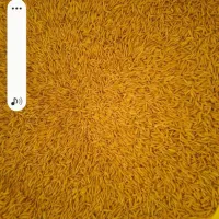 چلتوک طارم هاشمی