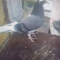 سه. عدد جوجه