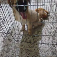 سگ نژاددار