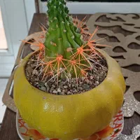 گل کاکتوس سالم|گل و گیاه طبیعی|خمینی‌شهر, |دیوار