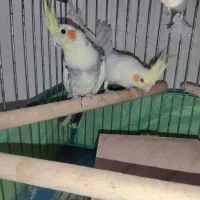 عروس هلندی مولد