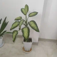 گل  آپارتمانی و گلدان|گل و گیاه طبیعی|جم, |دیوار