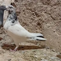 کاشانی ماده|پرنده|مسجد سلیمان, |دیوار