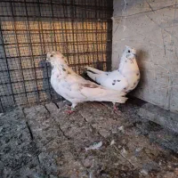 کبوتر بلند پرواز