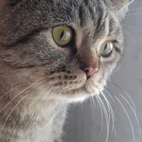 گربه بریتیش نر ۲سال و ۵ ماهه عقیم شده|گربه|تهران, شهرک شهرداری|دیوار