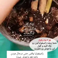 تعویض خاک  گل وگیاه درمنزل