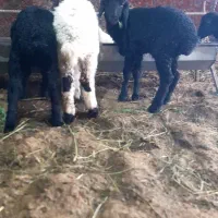 بره علف خور