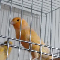 قناری|پرنده|تهران, مشیریه|دیوار