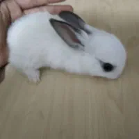 خرگوش خانگی