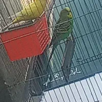 مرغ عشق تخم گذار سالم