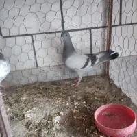 دوتا کفتر سبز جوجه دوتاش هم نر|پرنده|جهرم, |دیوار