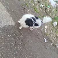 گمشده تو محدوده ملات و لیلاکوه