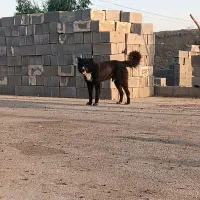 سگ قهدرجونی