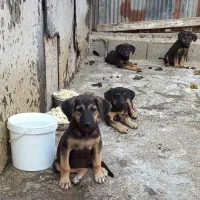 ژرمن کار یه توله نر مونده ۲میلیون زیرقیمت فوری|سگ|آمل, |دیوار