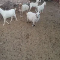 بز درگ درجه یک و۵عدد بزغاله نر سانن ۲عدد میش|حیوانات مزرعه|سرایان, |دیوار