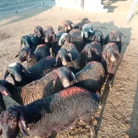 18 رس بره ماده غزل افشار|حیوانات مزرعه|ملکآباد, |دیوار