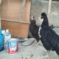 خروس گلین سیاه بدون غلط|حیوانات مزرعه|قلعه نو, |دیوار