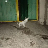 سگ پاکوتاه شیواوا|سگ|بم, |دیوار