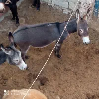 جوان|حیوانات مزرعه|تبریز, |دیوار