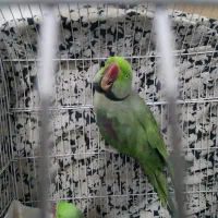 فروش دو عدد شاه طوطی نر کینگ سایز|پرنده|ری, جوانمرد قصاب|دیوار