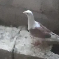 ددبر دو کت