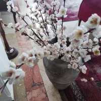 شکوفه ی بهاری