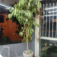درخت طبیعی
