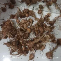 پیاز زعفران