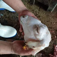 گوسفند زنده گوشتی|حیوانات مزرعه|تهران, نارمک|دیوار