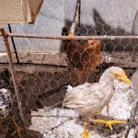 چهارتا جوجه پنج ماهه