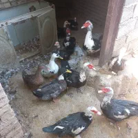 فروش عروس هلندی.. غاز و اردک روسی|پرنده|خرمشهر, |دیوار