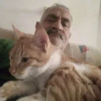 گربه|گربه|طرقبه, |دیوار