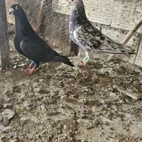 جفت نروماده سار با جوجه نر پولک سینه فر عطیقه