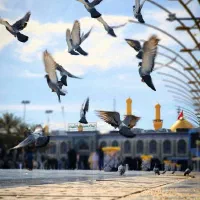 یه عدد کیف مردانه داخل ماشین گم شده