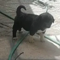 قدرجونی درجه یک