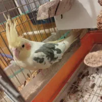 یک جفت عروس هلندی