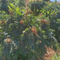 نهال سماق سردشت|خدمات باغبانی و درختکاری|سردشت, |دیوار