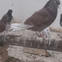 دوتا نر سرخ یکی دمسفید|پرنده|زابل, |دیوار